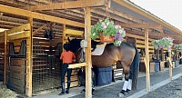 Horse Stable Boarding