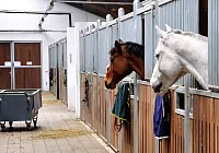 Equine Boarding Facilities